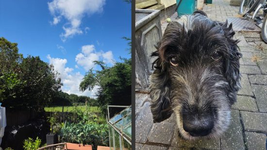 Samsung Galaxy S23 Ultra review photo examples showing a closeup of a black and white spaniel on the right and a big blue sky above some trees on the left.