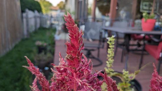 Google Pixel Fold review - a photo of a flower taken on the Pixel Fold